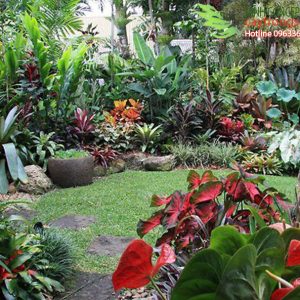 tieu canh vuon nhiet doi