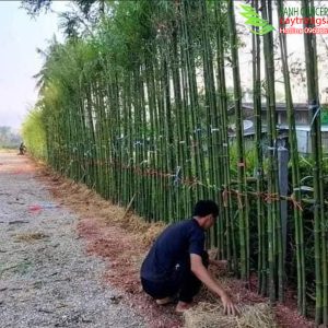 tre làm hàng rào đẹp