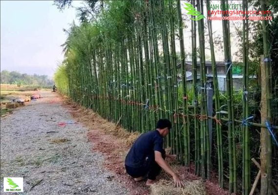 tre làm hàng rào đẹp