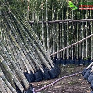 tre tam vong trong hang rao