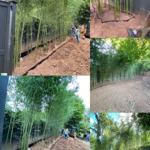 tre truc cay trong hang rao