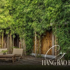 tre-truc-hang-rao-biet-thu