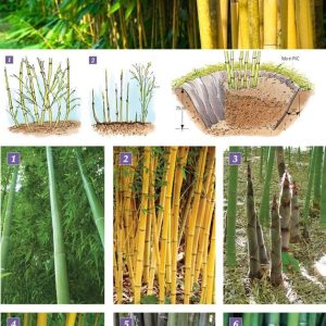 tre truc trong hang rao