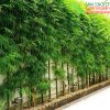 trồng cây trúc làm hàng rào