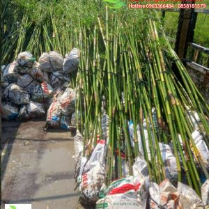 truc can cau trong hang rao