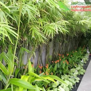 truc-can-cau-trong-hang-rao