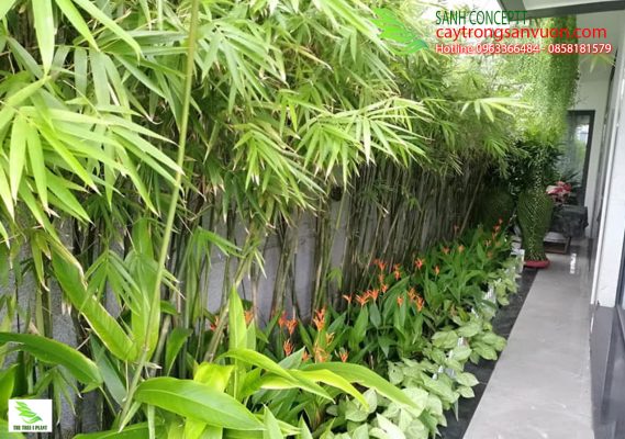 truc-can-cau-trong-hang-rao