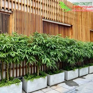 truc-phat-ba-trong-hang-rao