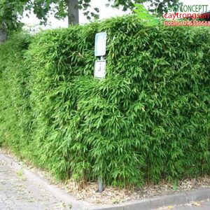 Cây trúc quân tử làm hàng rào