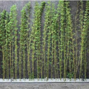 truc quan tu lam hang rao