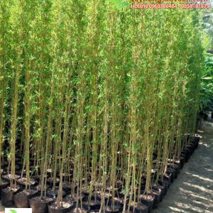 trúc quân tử trồng hàng rào